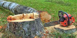 Trusted Osage City, KS Tree Removal Experts