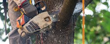 Best Tree Preservation Services  in Osage City, KS