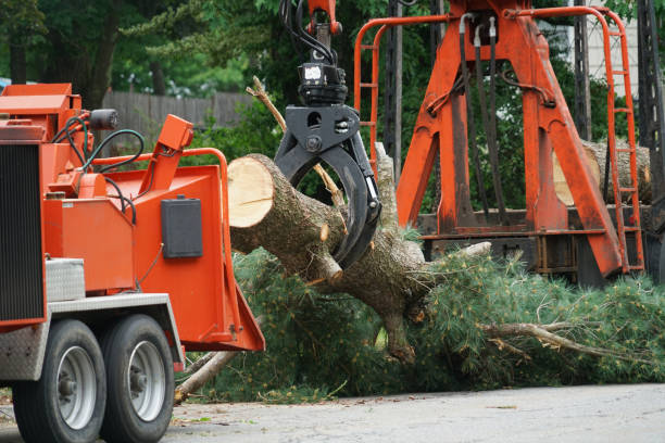 Best Lawn Renovation and Restoration  in Osage City, KS